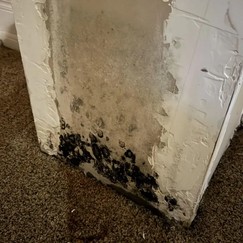 Professional Mold Removal in Modesto, CA